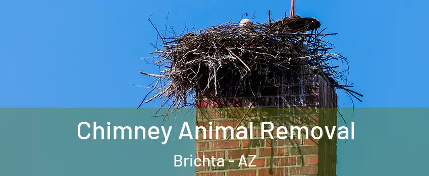 Chimney Animal Removal Brichta - AZ