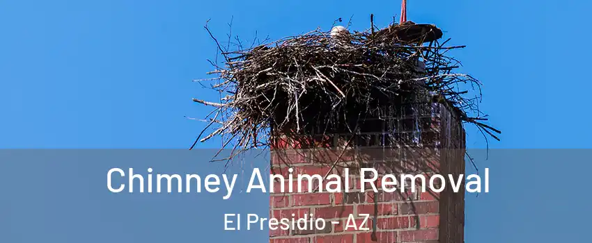 Chimney Animal Removal El Presidio - AZ
