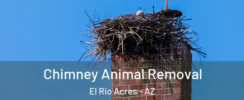 Chimney Animal Removal El Rio Acres - AZ