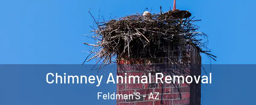 Chimney Animal Removal Feldman'S - AZ