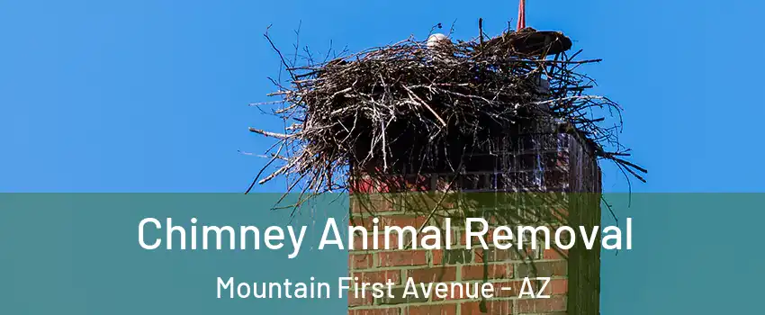 Chimney Animal Removal Mountain First Avenue - AZ