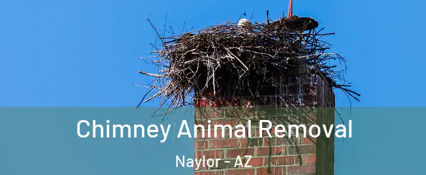 Chimney Animal Removal Naylor - AZ