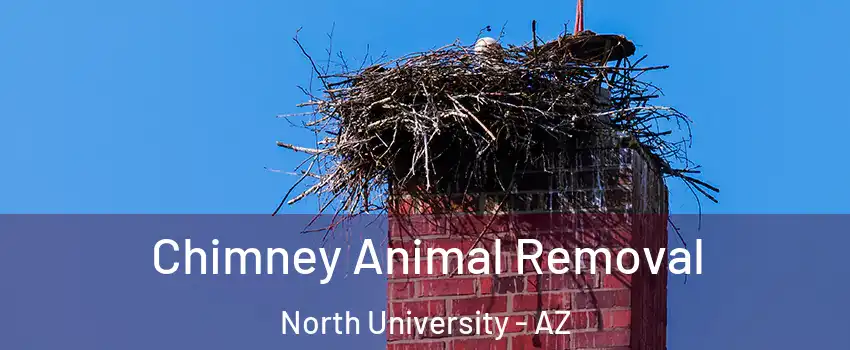 Chimney Animal Removal North University - AZ