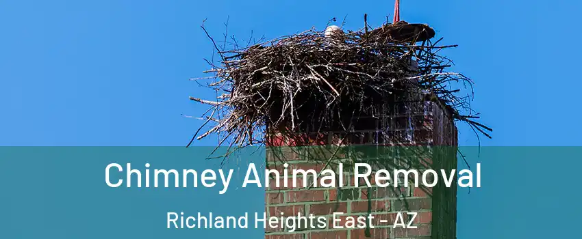 Chimney Animal Removal Richland Heights East - AZ
