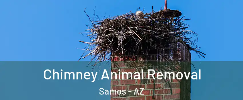 Chimney Animal Removal Samos - AZ