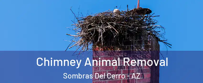 Chimney Animal Removal Sombras Del Cerro - AZ